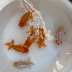らんちゅう　当歳魚の画像