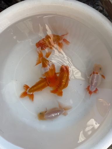 らんちゅう　当歳魚