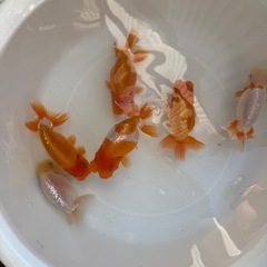 らんちゅう　当歳魚の画像