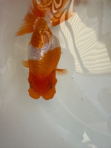 らんちゅう　当歳魚