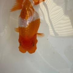 らんちゅう　当歳魚の画像