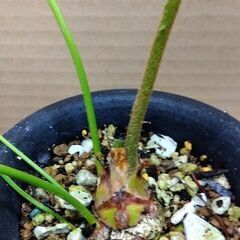 ザミア・フルフラセア　実生株　残り３鉢の画像