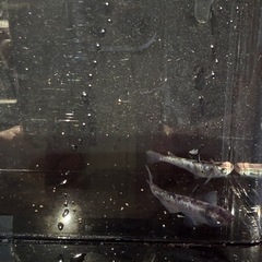 和墨白銀　メダカ　極上の画像