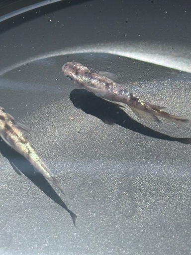 和墨白銀　メダカ　極上