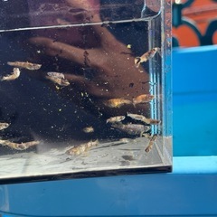 金閣　若魚　メダカ　高級の画像