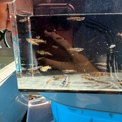 金閣　若魚　メダカ　高級の画像