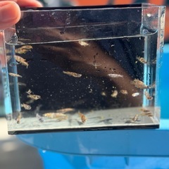 金閣　若魚　メダカ　高級の画像