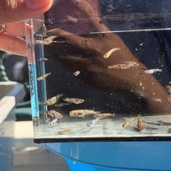 金閣　若魚　メダカ　高級の画像