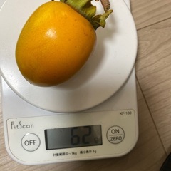 干し柿用渋柿たくさん、本日月曜日収穫分の画像