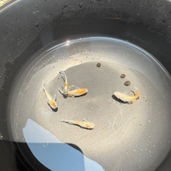 煌　メダカの画像