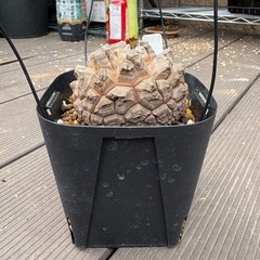 アフリカ亀甲竜　［冬型塊根植物］の画像