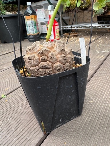 アフリカ亀甲竜　［冬型塊根植物］