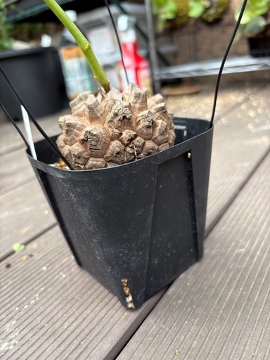 アフリカ亀甲竜　［冬型塊根植物］