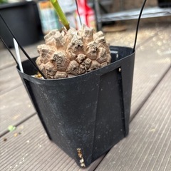 アフリカ亀甲竜　［冬型塊根植物］の画像