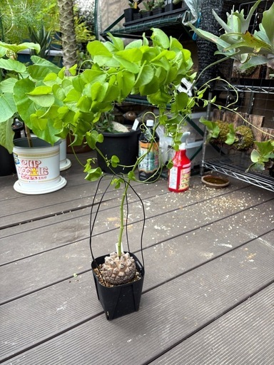 アフリカ亀甲竜　［冬型塊根植物］