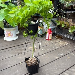 アフリカ亀甲竜　［冬型塊根植物］の画像