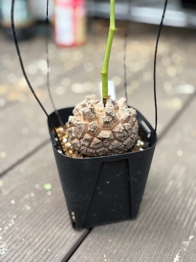 アフリカ亀甲竜　［冬型塊根植物］