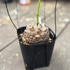 アフリカ亀甲竜　［冬型塊根植物］の画像