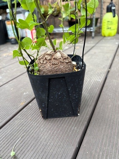 アフリカ亀甲竜　［冬型塊根植物］