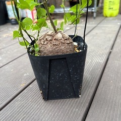 アフリカ亀甲竜　［冬型塊根植物］の画像