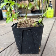 アフリカ亀甲竜　［冬型塊根植物］の画像