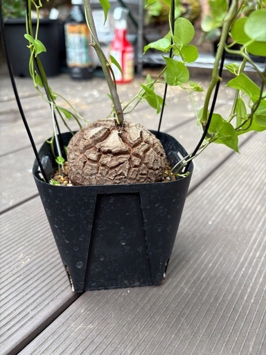 アフリカ亀甲竜　［冬型塊根植物］