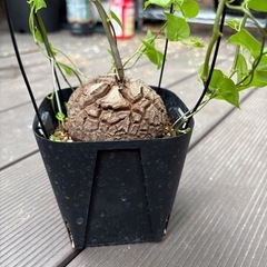 アフリカ亀甲竜　［冬型塊根植物］の画像