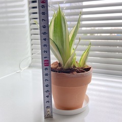 観葉植物　サンセベリアの画像