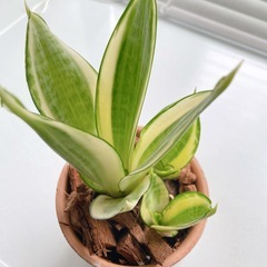 観葉植物　サンセベリアの画像