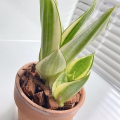 観葉植物　サンセベリアの画像