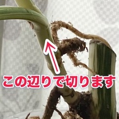 【値下しました】　白斑入り　モンステラ　観葉植物の画像