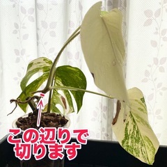 【値下しました】　白斑入り　モンステラ　観葉植物の画像