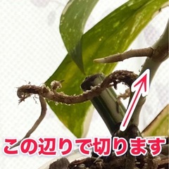 【値下しました】　白斑入り　モンステラ　観葉植物の画像