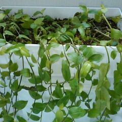観葉植物セットの画像