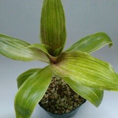 観葉植物セットの画像