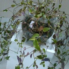 観葉植物セットの画像