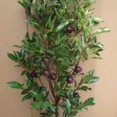 【初心者OK！】再入荷 Mangosteen マンゴスチンの種 余裕の４個!の画像