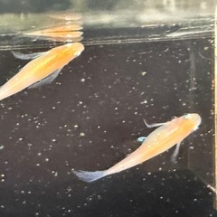 メダカ　
松井ヒレ長三毛猫紅白の画像