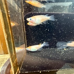 メダカ　
松井ヒレ長三毛猫紅白の画像