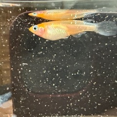 メダカ　
松井ヒレ長三毛猫紅白の画像