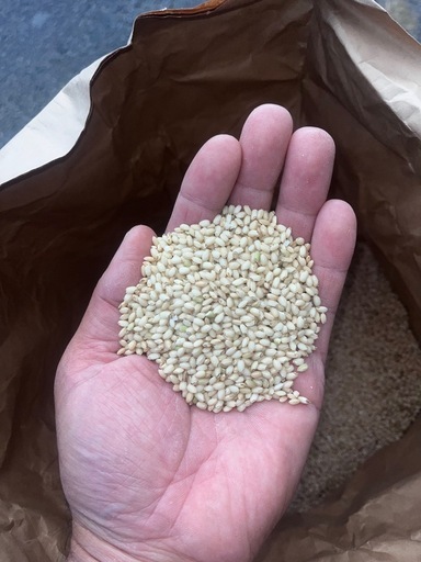 令和6年度産　もち米　玄米20キロ