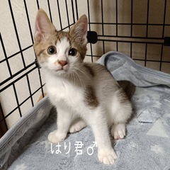 やっと兄妹が揃いました