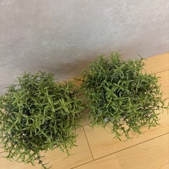 フェイクグリーン 鉢付きの画像