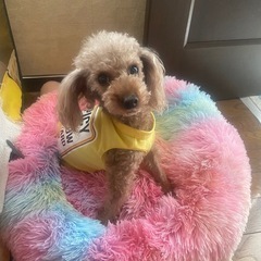 【再投稿】プードル 男の子 