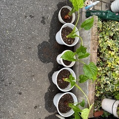 くわずいも　鉢植えの画像