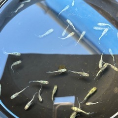 メダカ　飛輪選外　お取引中の画像
