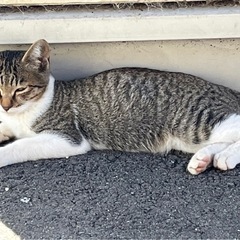 猫の飼い主募集