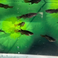 メダカ　ブラックジュエリーの画像