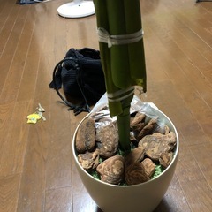 観葉植物 空気清浄機能付きの画像