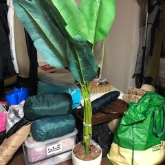 観葉植物 空気清浄機能付きの画像